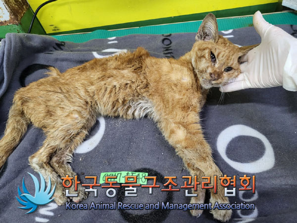 한국동물구조관리협회_411305202300374